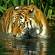 Bengal tiger in the wild - India - On The Go Tours