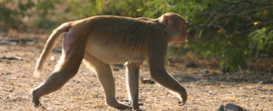 Monkey walking through Bharatpur