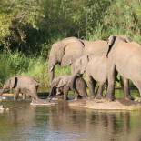 Elephants | Africa Overland Safaris | Africa