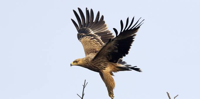 Imperial Eagle | Keoladeo National Park | India