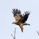Imperial Eagle | Keoladeo National Park | India