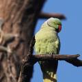 Monkey walking through Bharatpur