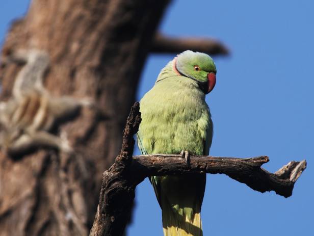 Monkey walking through Bharatpur