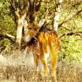 Chital in the long grass of Kanha National Park