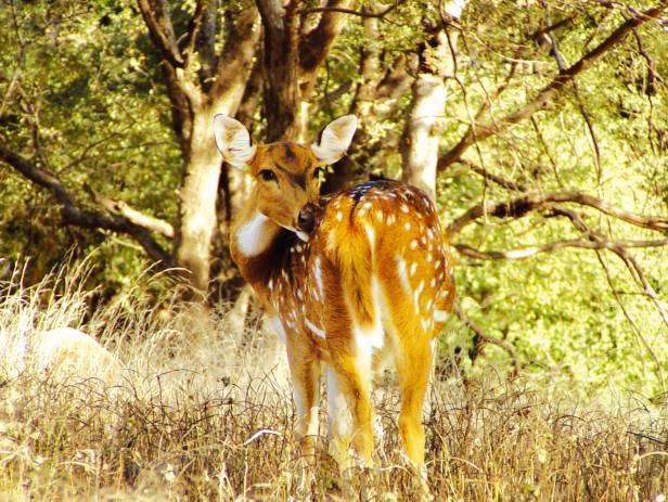 Chital in the long grass of Kanha National Park