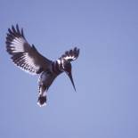 Bird watching | India