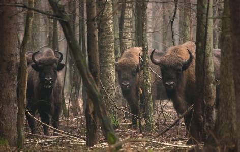 Bison in białowieża national park, poland