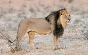 Black maned lion of Kgalagadi Transfrontier Park, Botswana