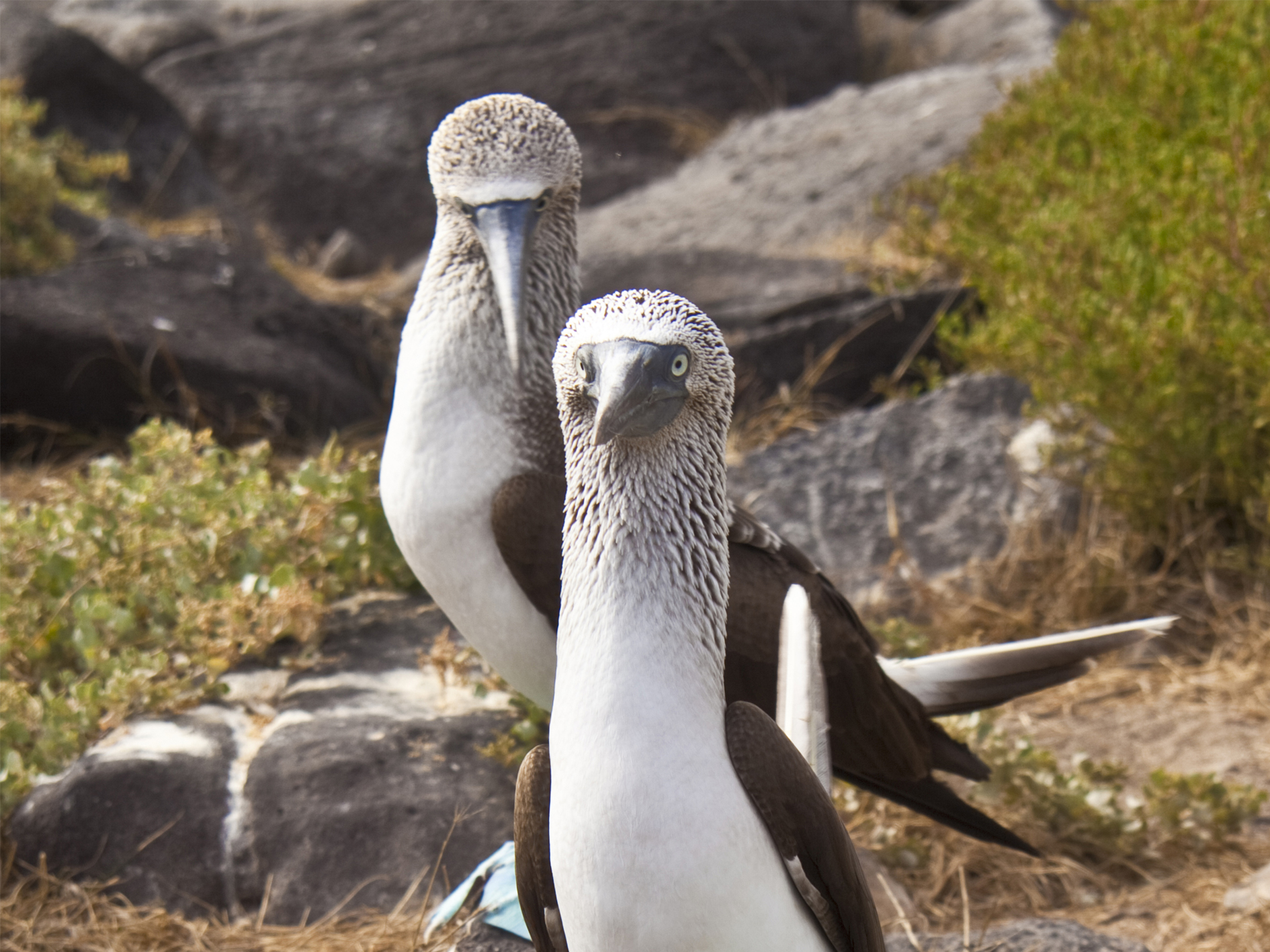 Day 5 - San Cristobal Island