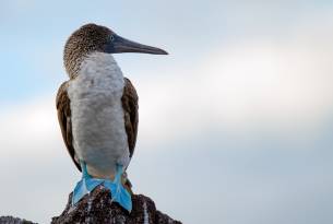 Blue footed booby - Galapagos Wildlife Calendar - On The Go Tours