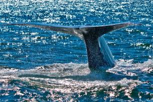 Blue whale - Wildlife in Sri Lanka - On The Go Tours