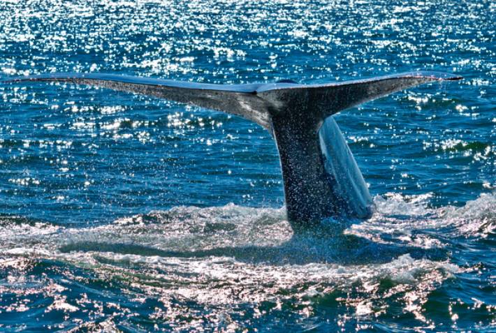 Blue whale - Wildlife in Sri Lanka - On The Go Tours