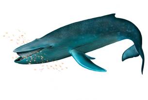 Blue whale illustration - On The Go Tours