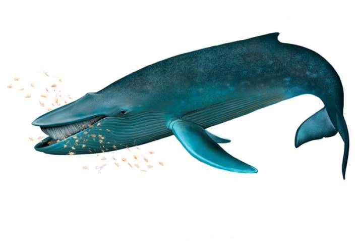 Blue whale illustration - On The Go Tours