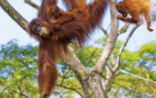 Borneo-orangutans