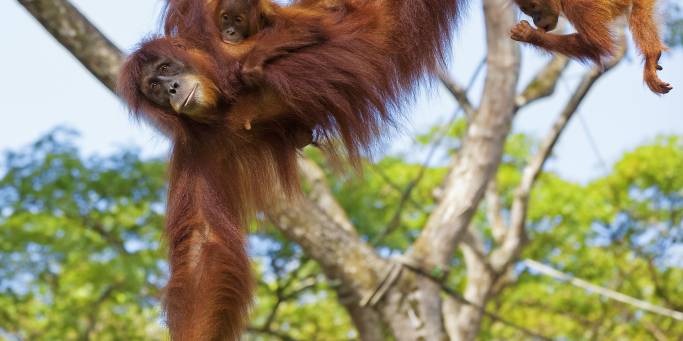 Orangutan Rehabilitation Centre | Borneo