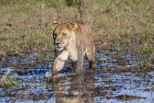 Botswana - Linyanti Wetlands