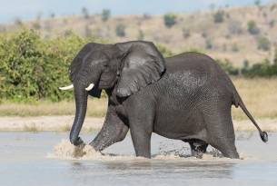 Botswana - Savuti National Park