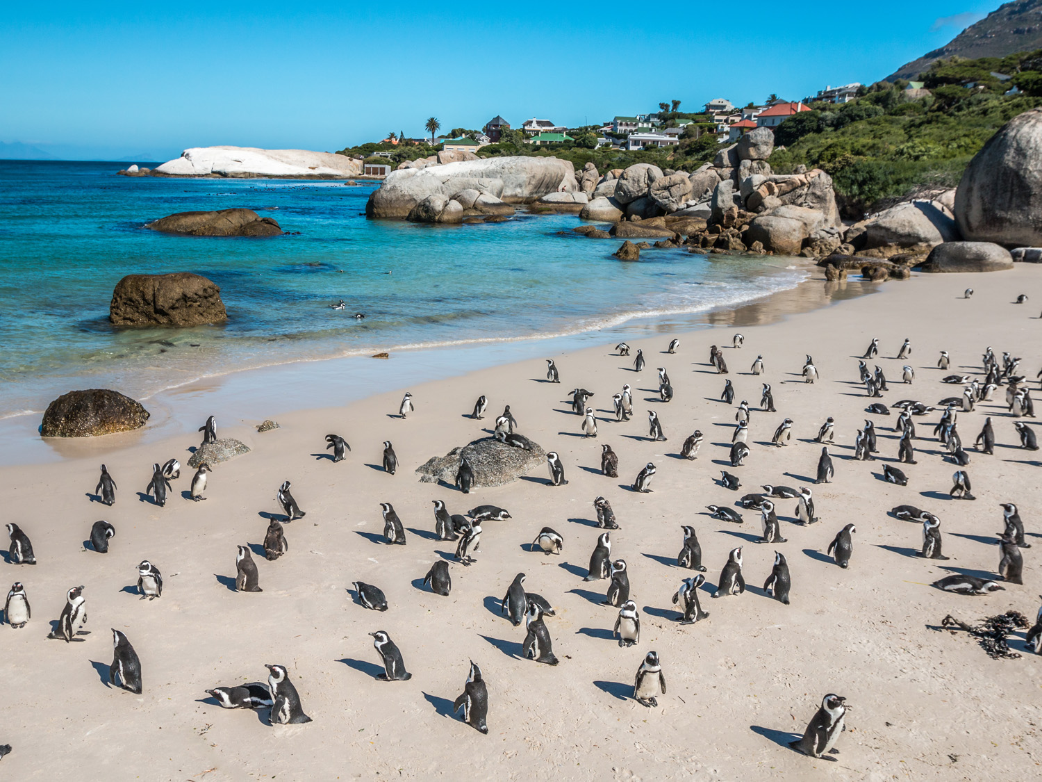 A beach full of penguins in South Africa