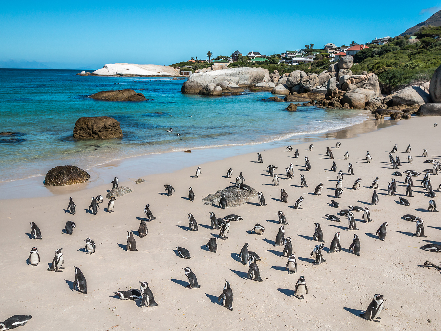 Day 12 - Cape Town