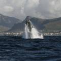 Whale breaching in the bay at Hermanus