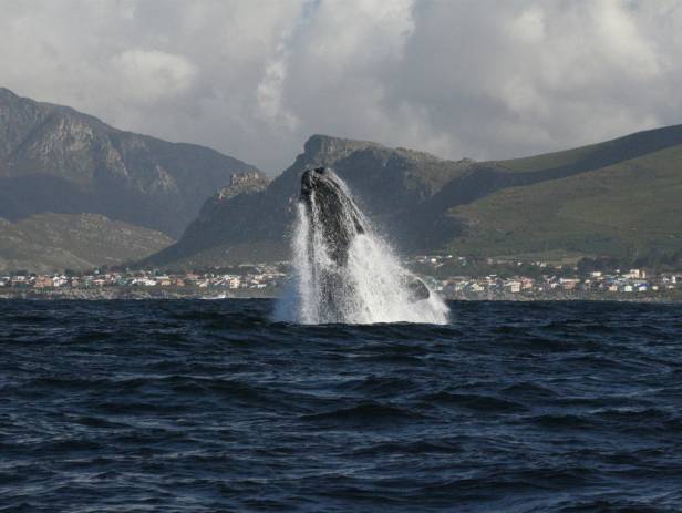 Whale breaching in the bay at Hermanus