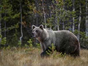 Brown bear in Estonia