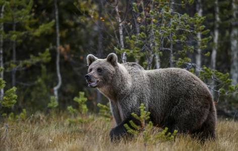 Brown bear in Estonia
