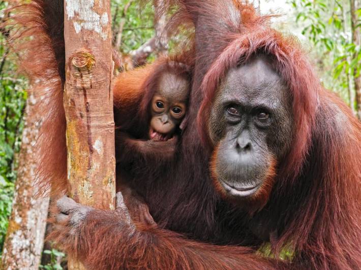 Bucket List - Animal Encounters - Orangutans