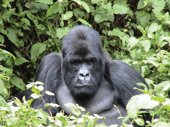 Bucket List - Animal Encounters Main Image