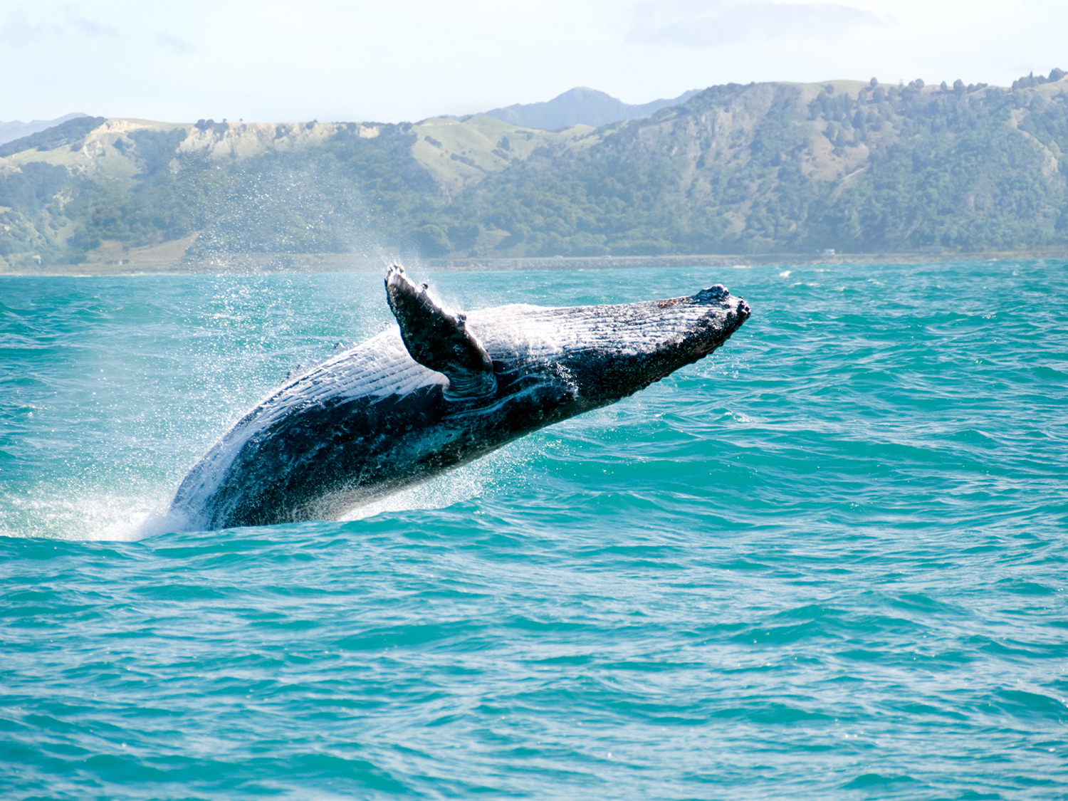 Day 6 - Kaikoura