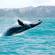 Budget Christchurch Loop main - whale Kaikoura