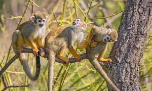 Buenos Aires to the Amazon - Squirrel Monkeys in the Amazon - South America Tours - On The Go Tours