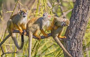 Buenos Aires to the Amazon - Squirrel Monkeys in the Amazon - South America Tours - On The Go Tours