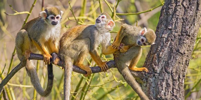 Squirrel Monkeys in the Amazon | Brazil | On The Go Tours