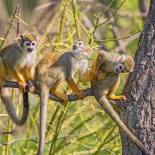 Squirrel Monkeys in the Amazon | Brazil | On The Go Tours