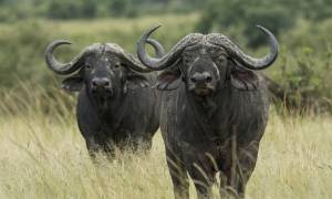 Buffalo - East Africa Encompassed