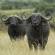 Buffalo - East Africa Encompassed