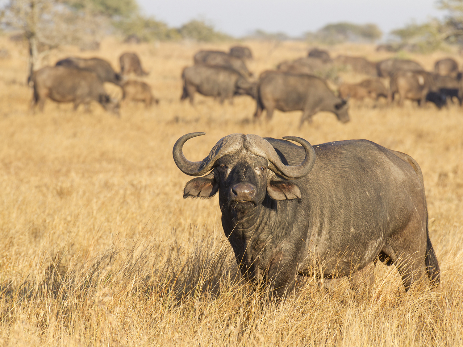 Buffalo in South Africa