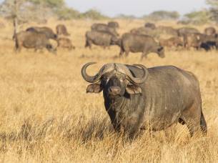 Buffalo in South Africa