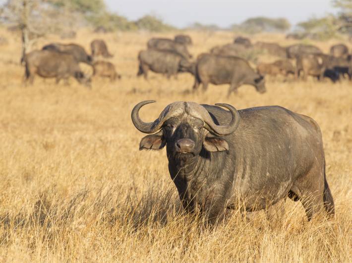 Buffalo in South Africa