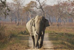Bull elephant in Kaziranga NP - India - On The Go Tours