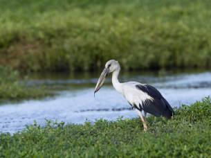 Bundala National Park - Sri Lanka - On The Go Tours