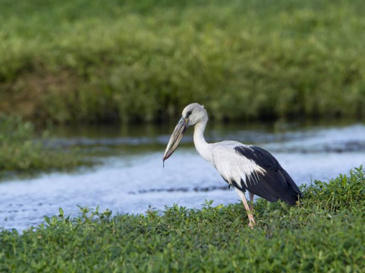 Bundala National Park - Sri Lanka - On The Go Tours
