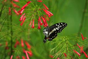 Butterfly centre in Zanzibar - On The Go Tours