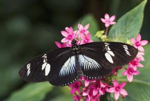 Butterfly in Costa Rica - Wildlife Guide - On The Go Tours
