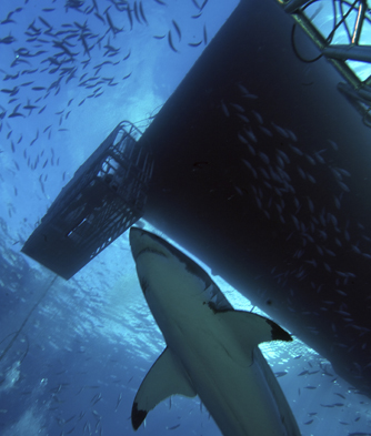 Day 7 - Cape Peninsula