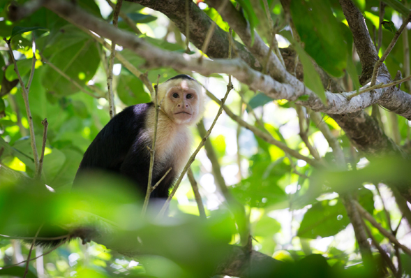 Day 2 - White-Water Rafting on the Pacuare River