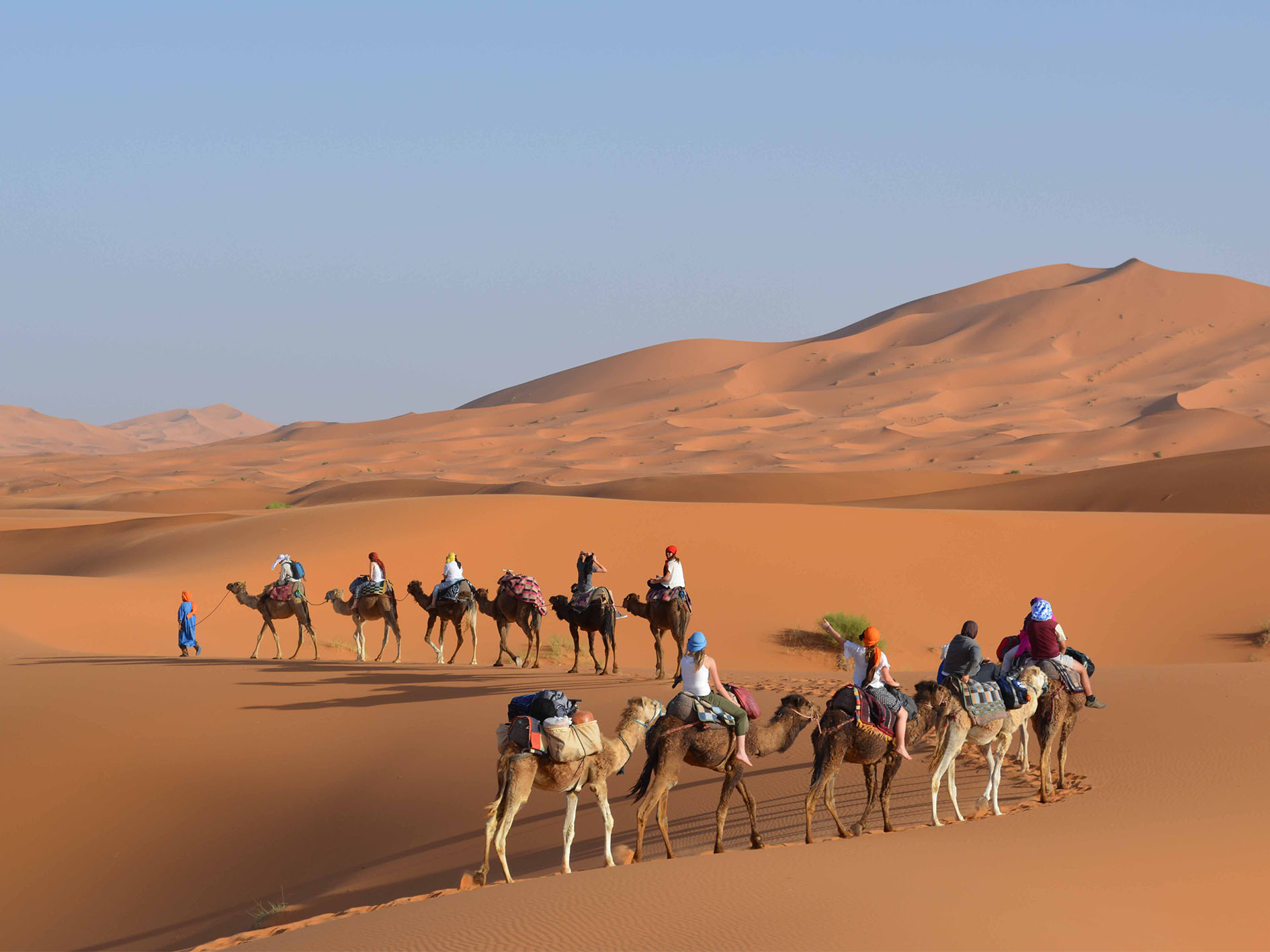Camel trekking in the Sahara Desert