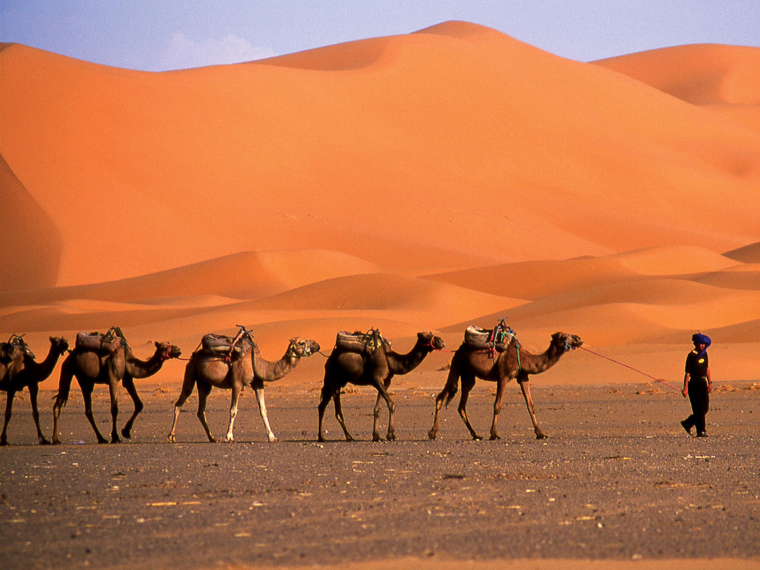 a line of camels wandering through the Sahara desert